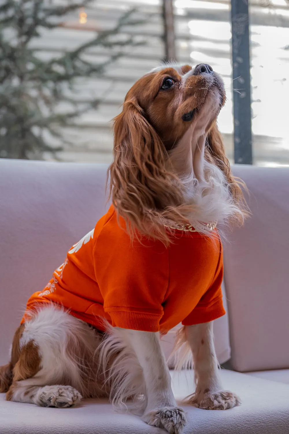 Turuncu sweatshirt giymiş Cavalier kanepede oturuyor