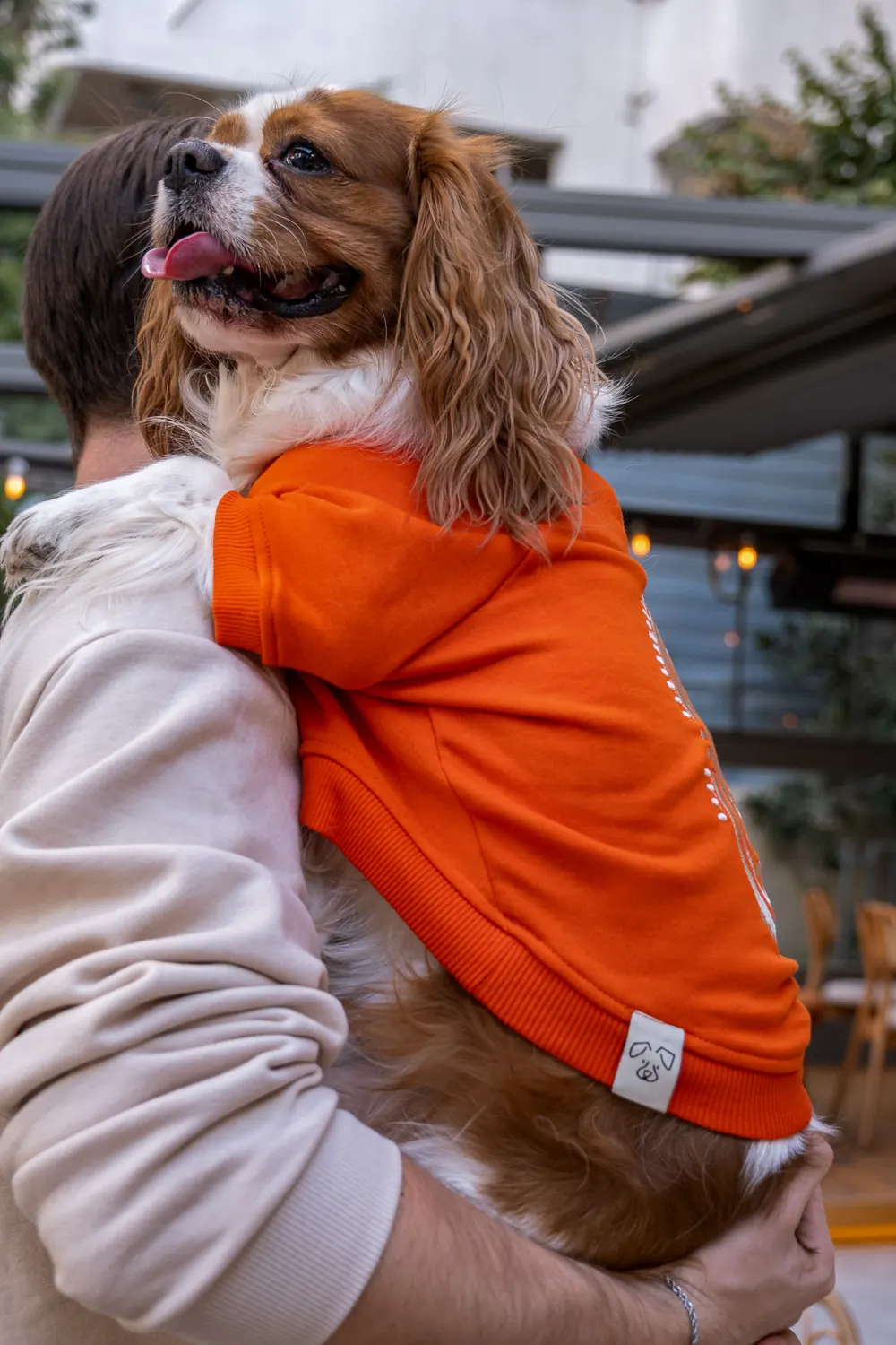 Turuncu Vera Sweatshirt giymiş Cavalier, sahibinin kucağında