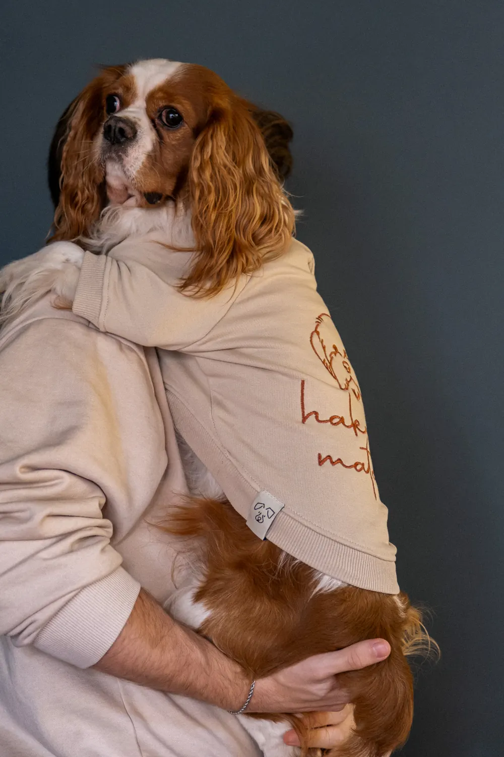 Hakuna Matata Vizon Sweatshirt giymiş Cavalier, kucakta