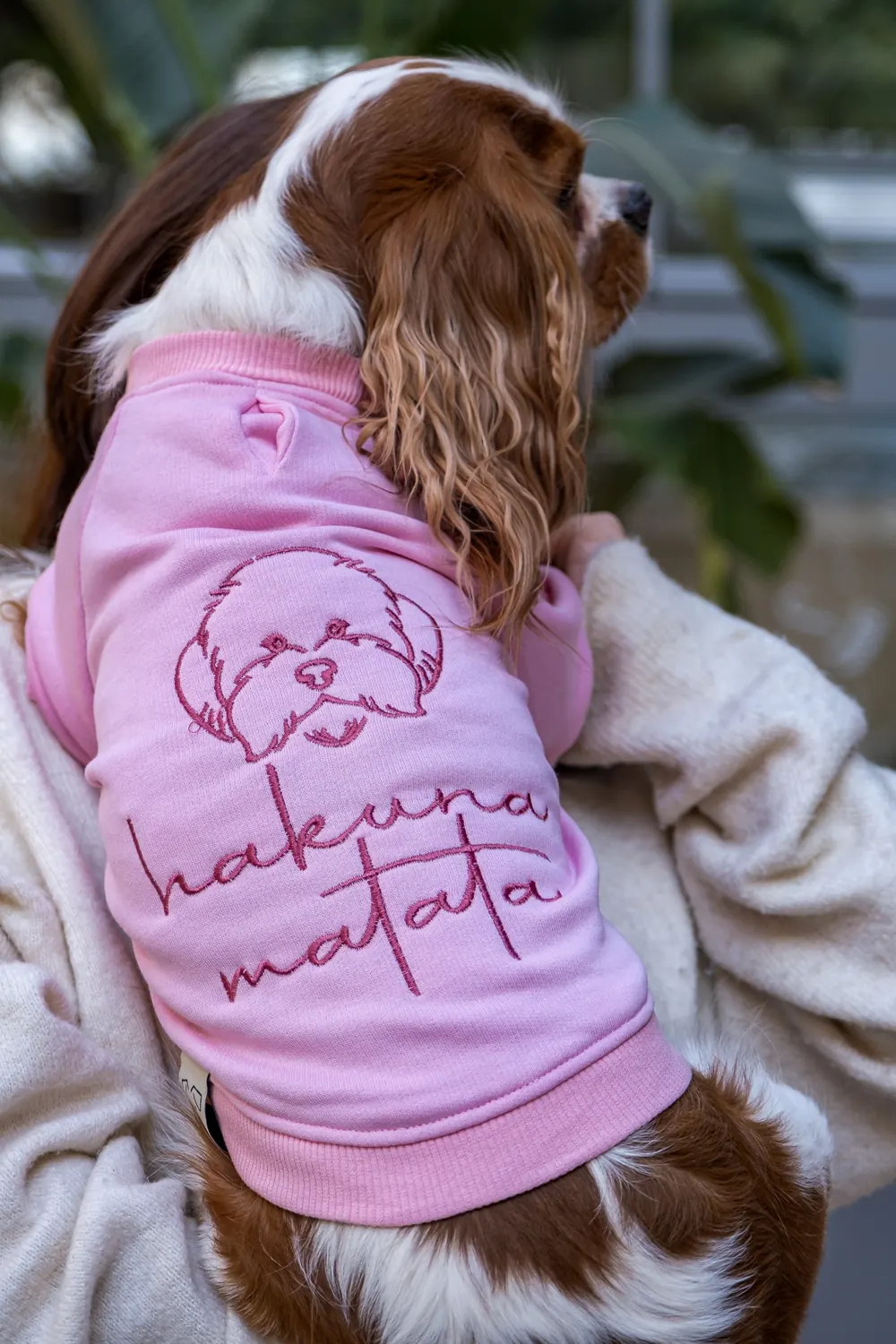 Hakuna Matata Pembe Sweatshirt giymiş Cavalier